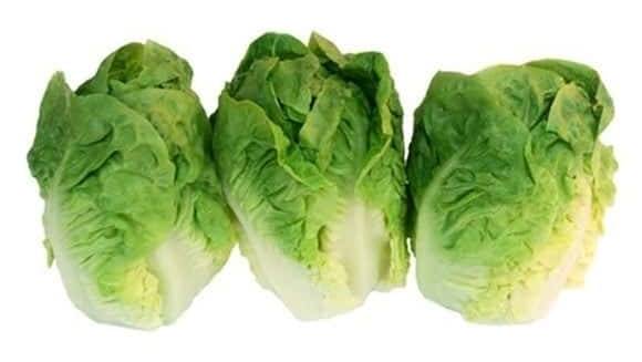 Salade variété sucrine catégorie 1 (3)