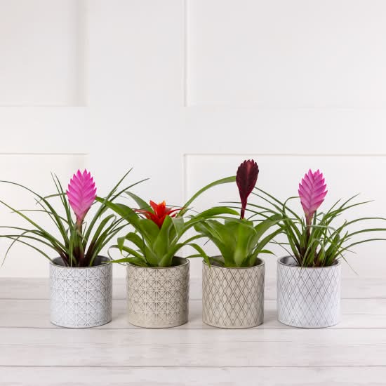 Mini Bromeliad (4 pack)