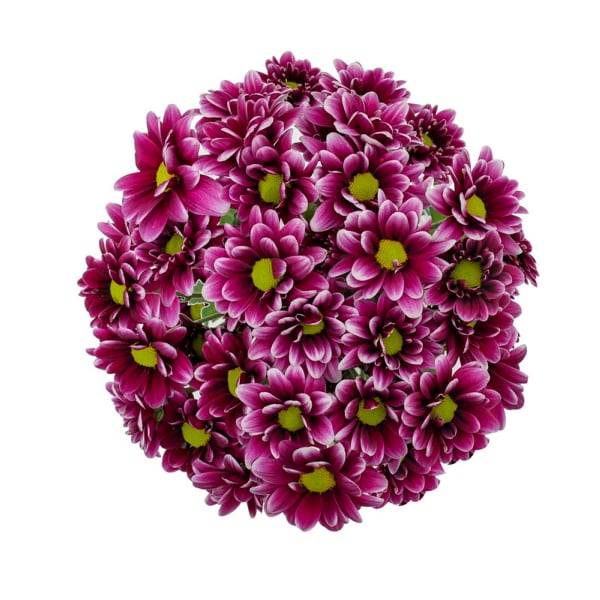 Dutch Chrysanthemum Bunch $6.99