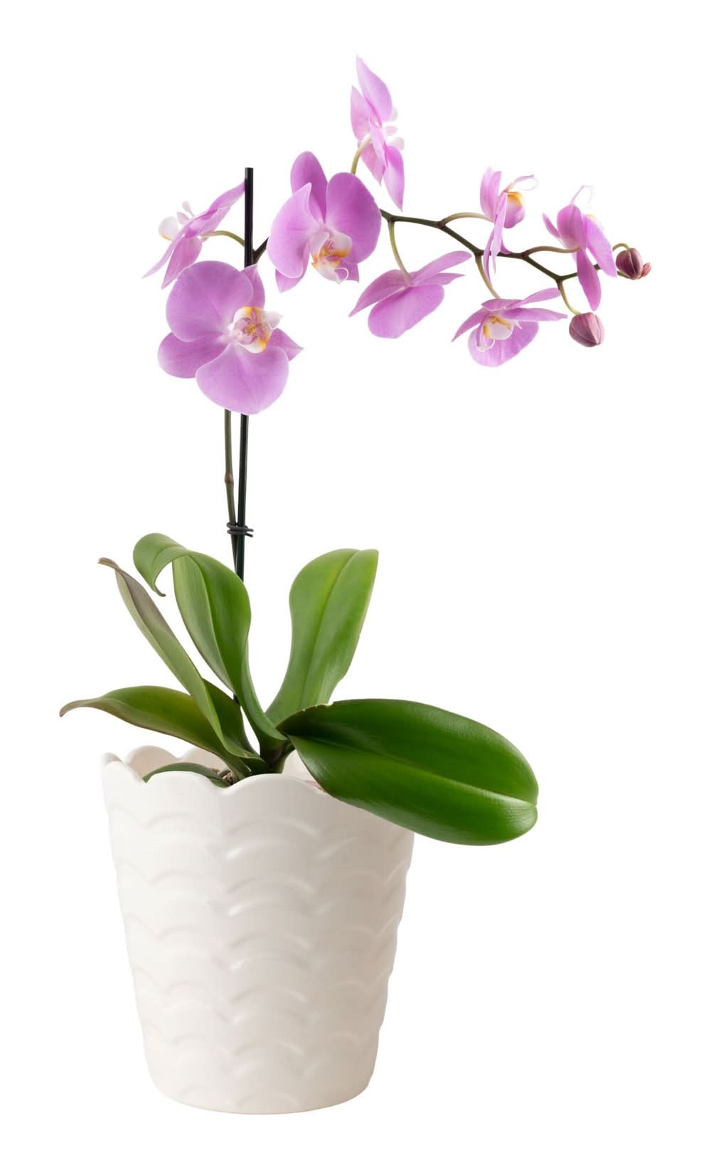 Costa Farms Multicolor Specialty Orchids House plant in 1.68 Pint(s) Planter 1 -Pack