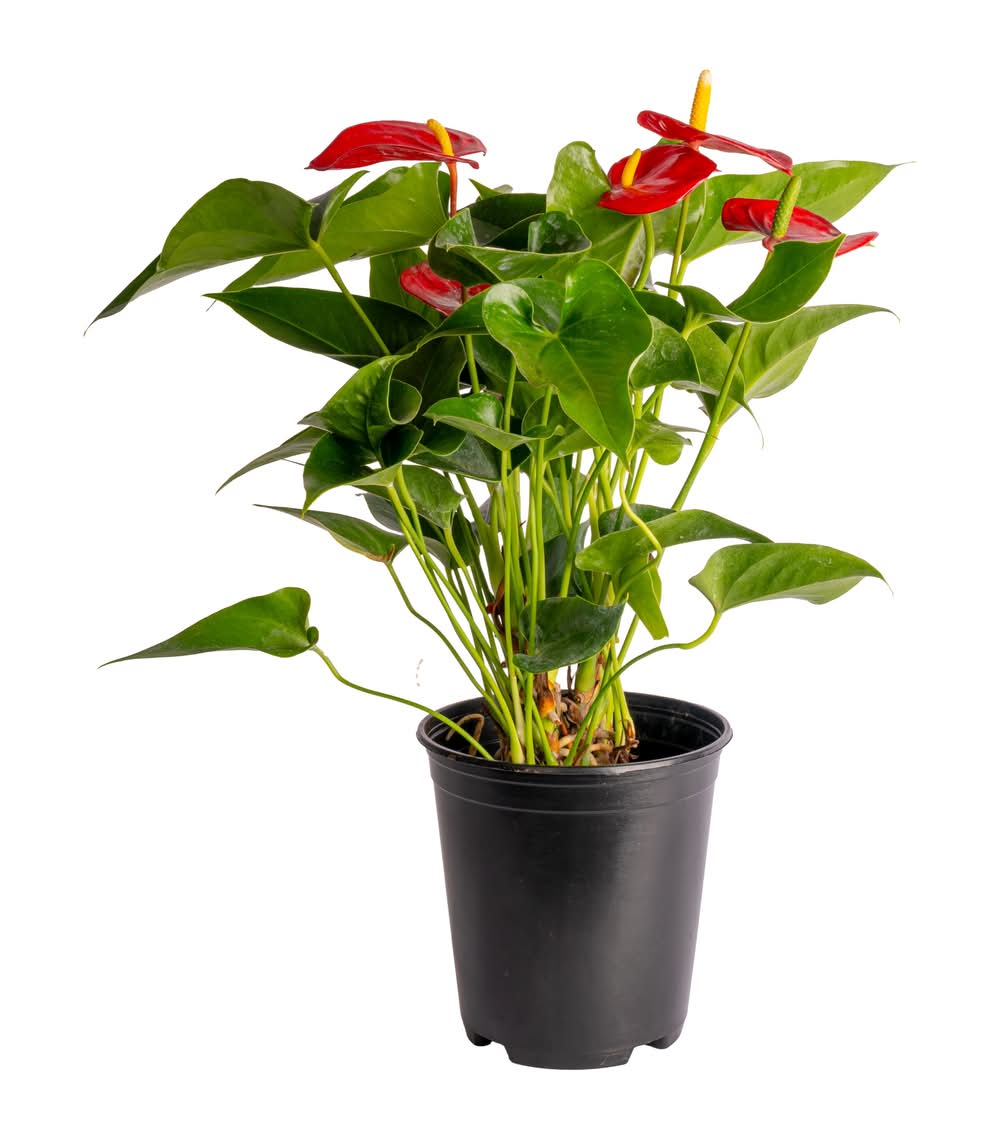 Lowe's Mixed Anthurium House plant in 1.4 Quart(s)