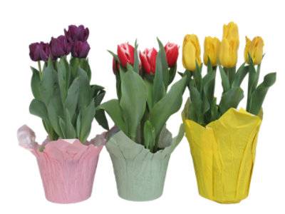 Tulip 6 Inch - Each