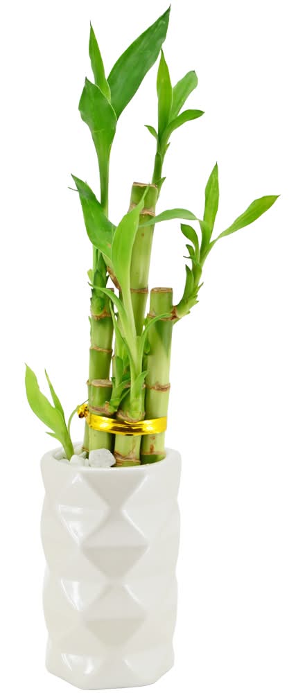 Lucky Bamboo Houseplant