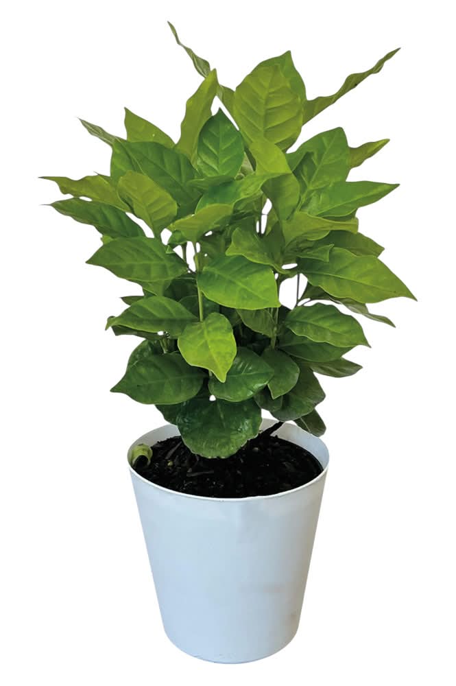 4 Inch Assorted Foliage