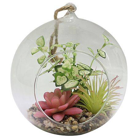 Festive Voice Glass Globe Succulent - 1.0 Ea
