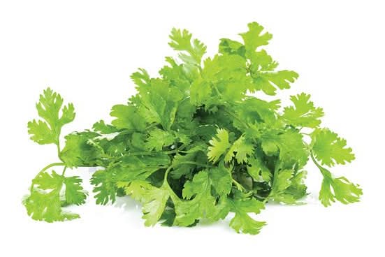 Cilantro Coriander Bunch (Each)-