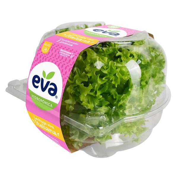 Eva · Lechuga italiana hidropónica