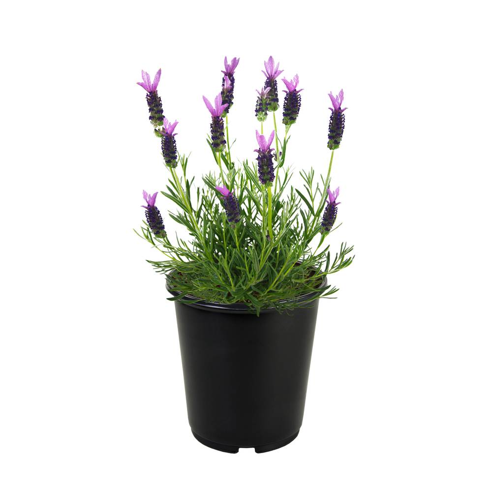 Lowe's Purple Spanish Lavender Plant in 2.5-Quart Pot | NURSERY