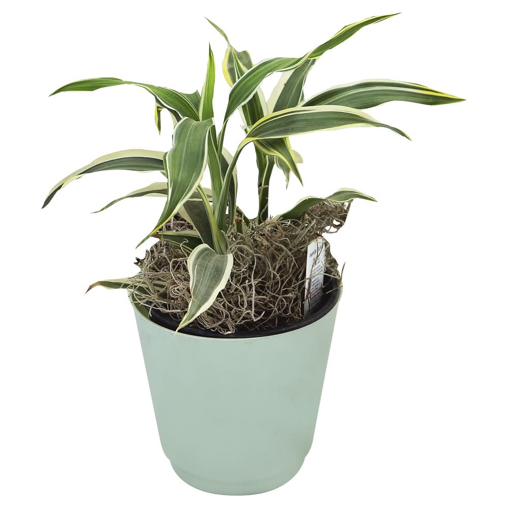 Westbrook Floral Tropical Foliage (1.01 lbs)