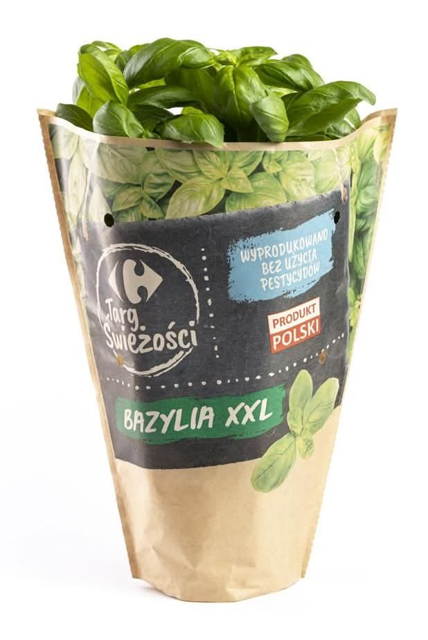 Bazylia xxl doniczka