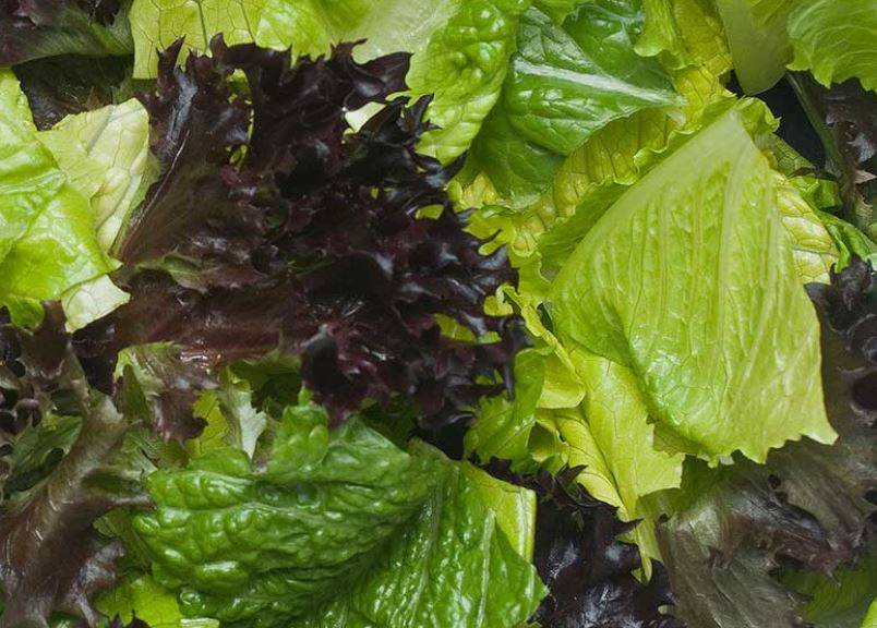 Heritage Blend Romaine Lettuce