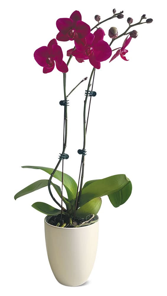 Orchid in Ceramic Pot, 5 in