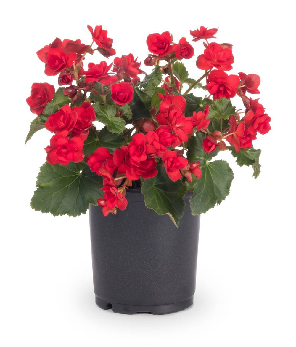 Lowe's Multicolor Begonia in 2 Quart(s) Pot 1 -Pack | 468780
