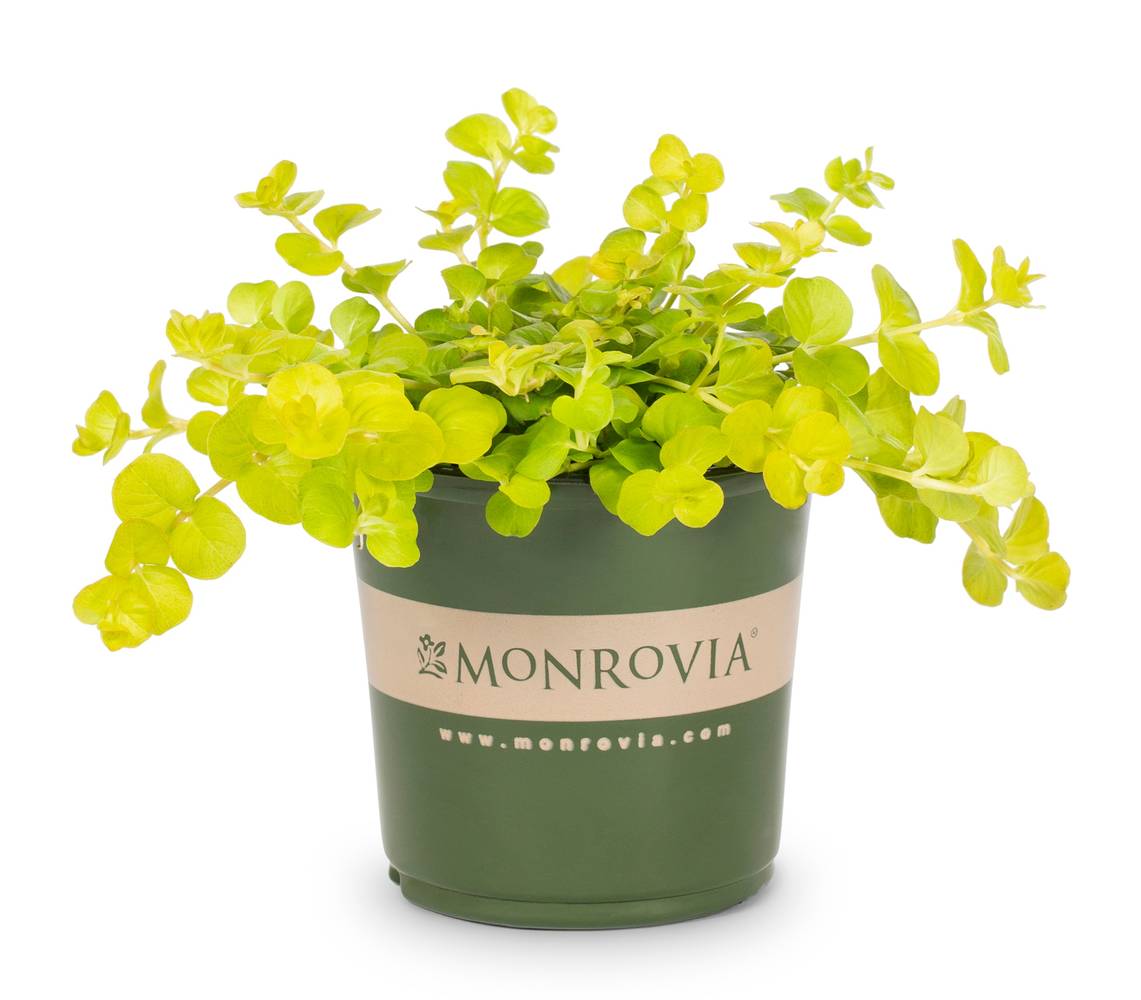 Monrovia 1 Pint(s) 1.0 -Pack Creeping Jenny in Pot | 213137