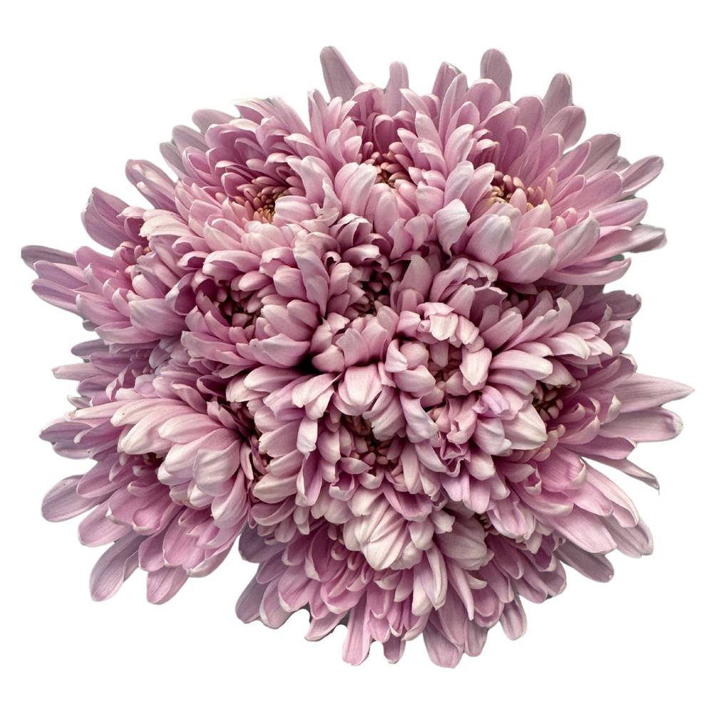 Bouquet Cultivateur / Growers Bunch Assortment