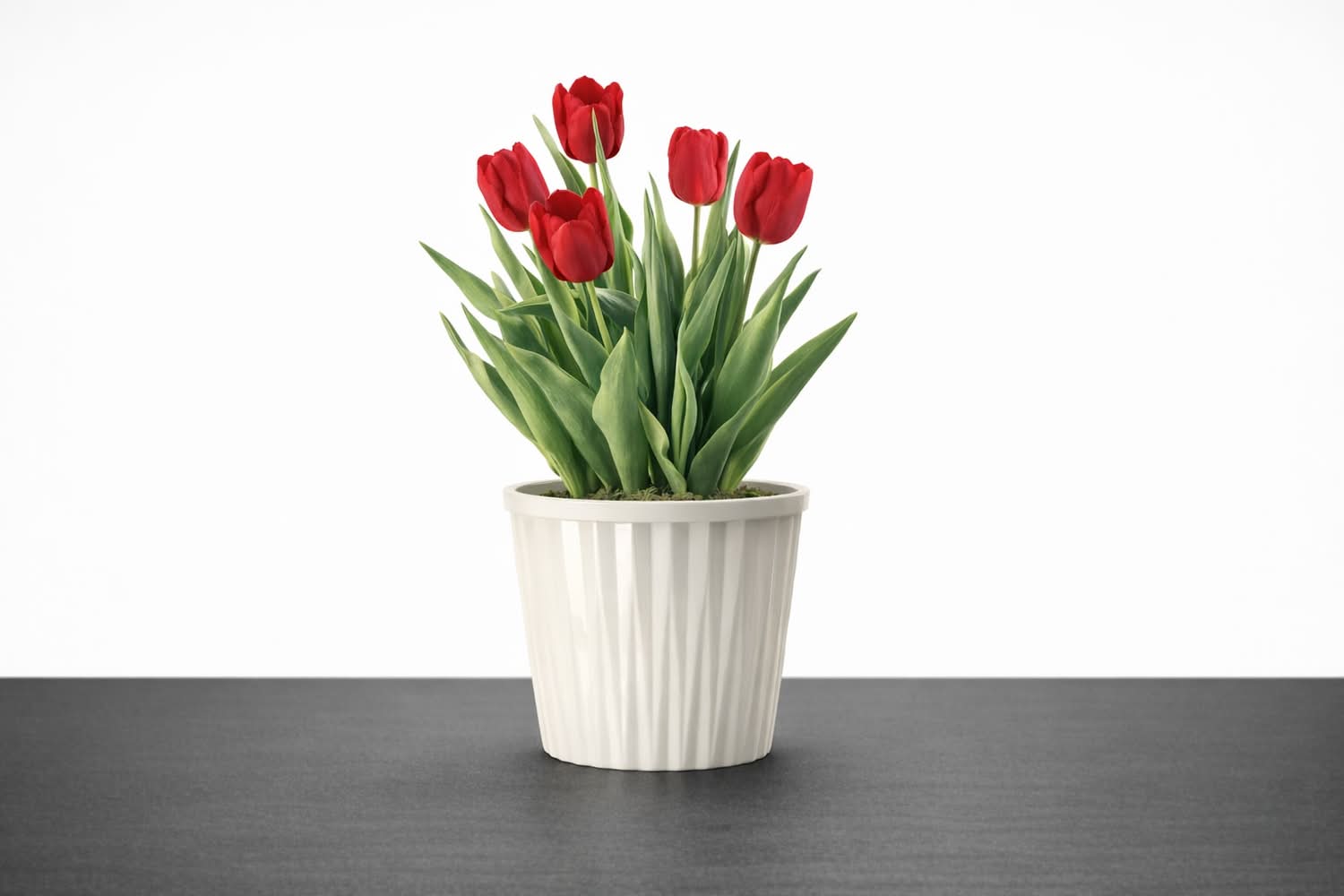 Lowe's Multicolor Tulip in 2.00 Quart(s) Pot