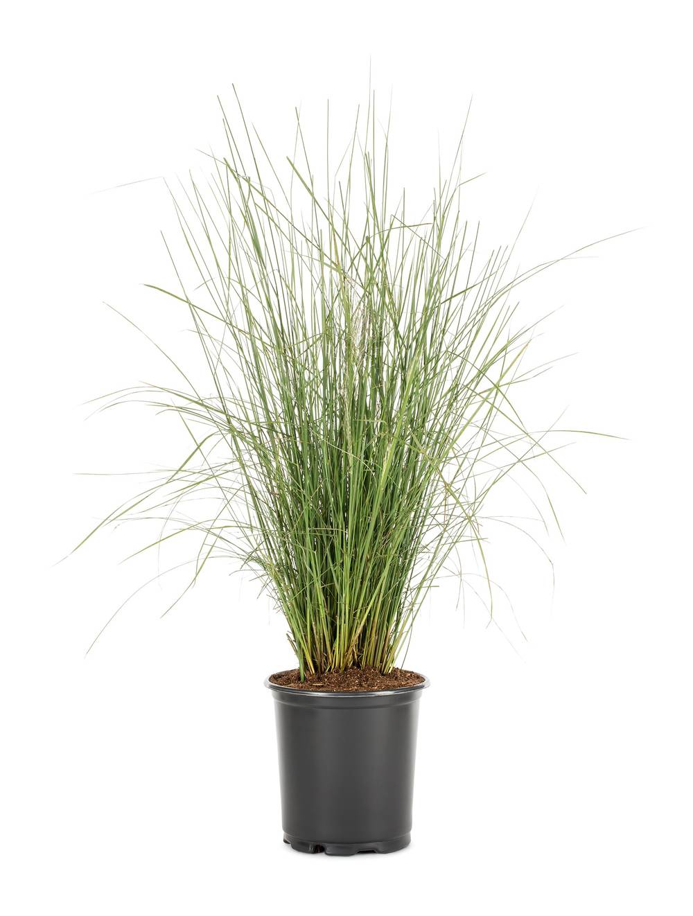 Lowe's Muhlenbergia Grass Plant in 1.5 -Gallon | 443120