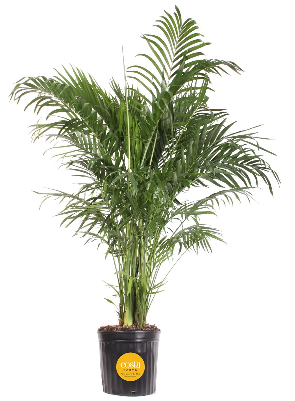 Lowe's Cat Palm House plant in 1.75 Gallon(s) Pot 1 -Pack