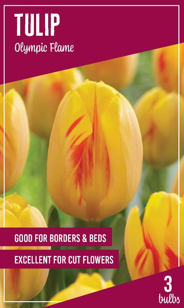 Garden State Bulb Tulip Bulbs - Olympic Flame