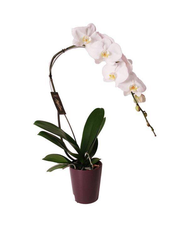 5 Inch Phalaenopsis