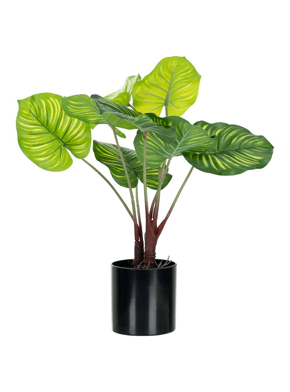 Outzen planta calatea 9 cm