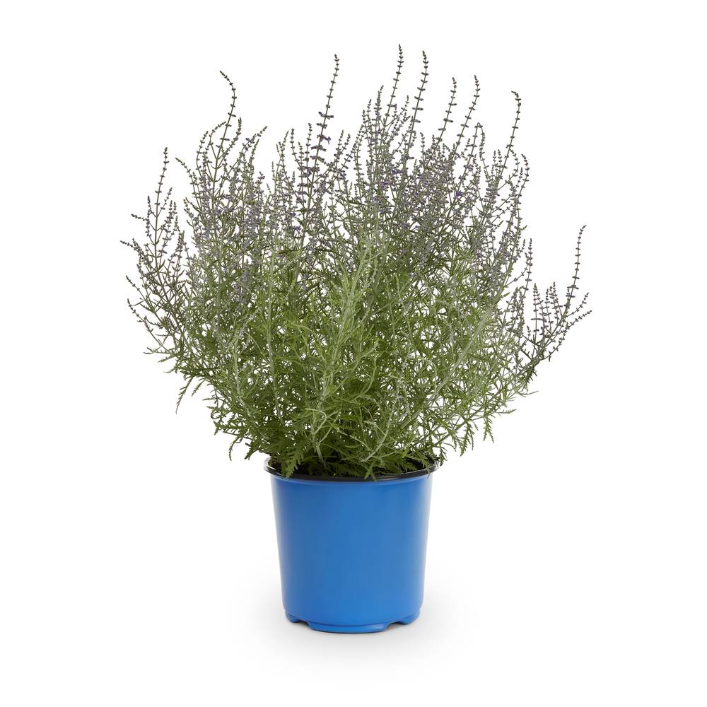 Lowe's Violet Russian Sage Plant in 1.5-Gallon Pot | NURSERY