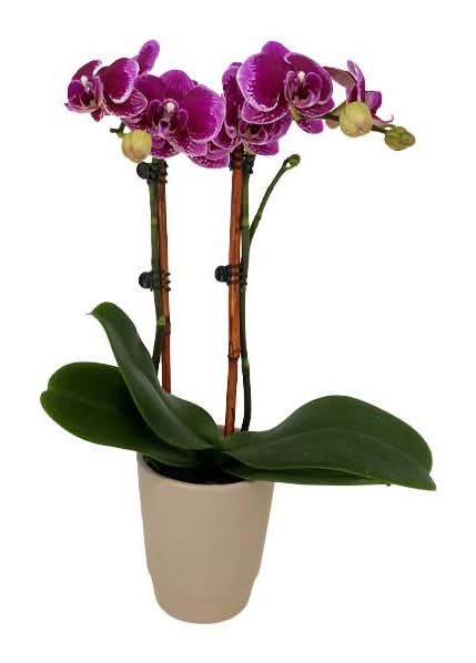 Wegmans Phalaenopsis Orchid, 4 Inches