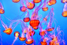 Aquarium