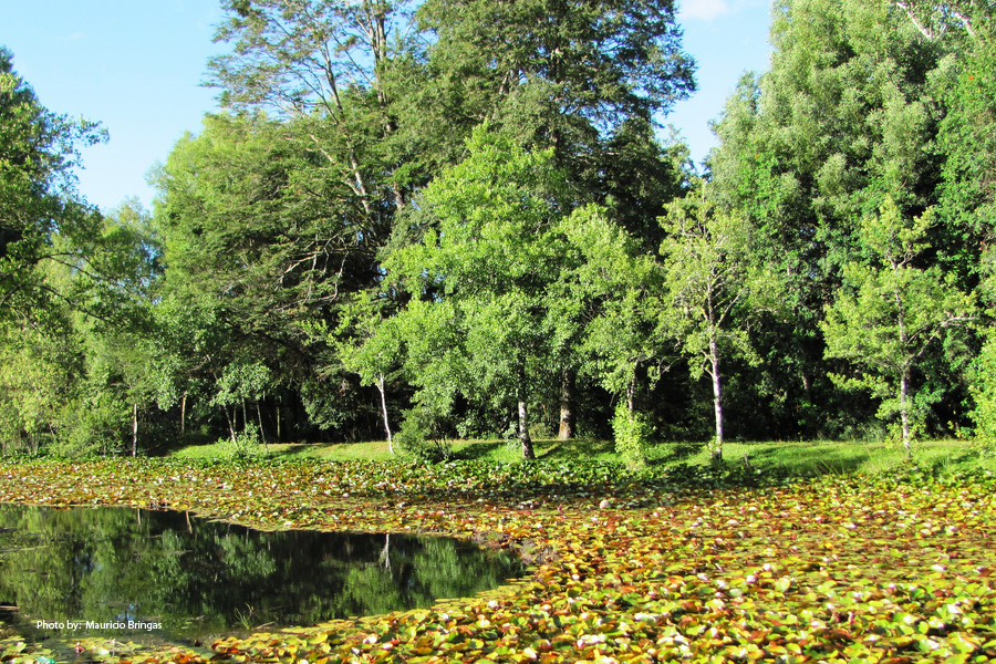 Árboles en el Parque Saval