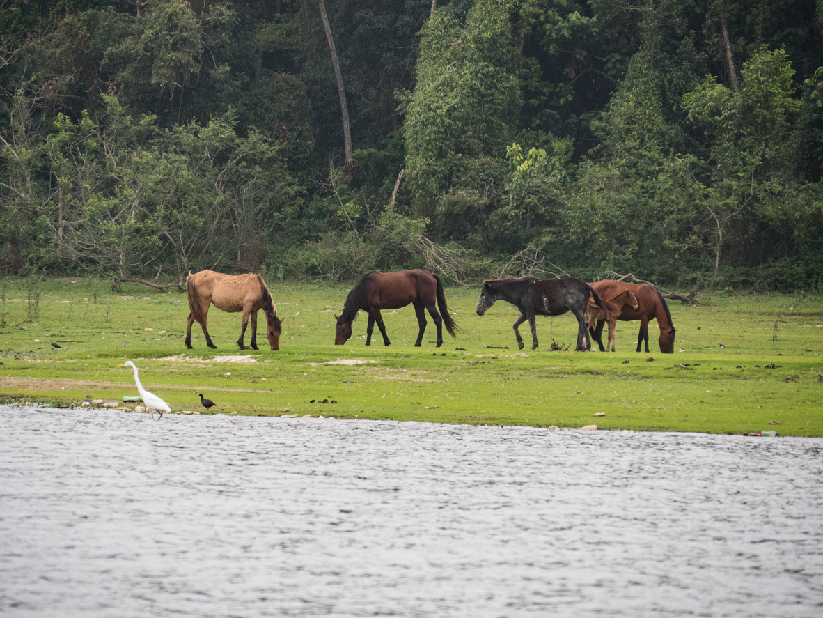 Cavalos na Represa de Guarapiranga