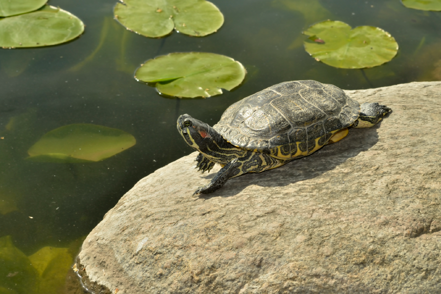 Tortuga en el Jardín Botánico Plan de la Laguna
