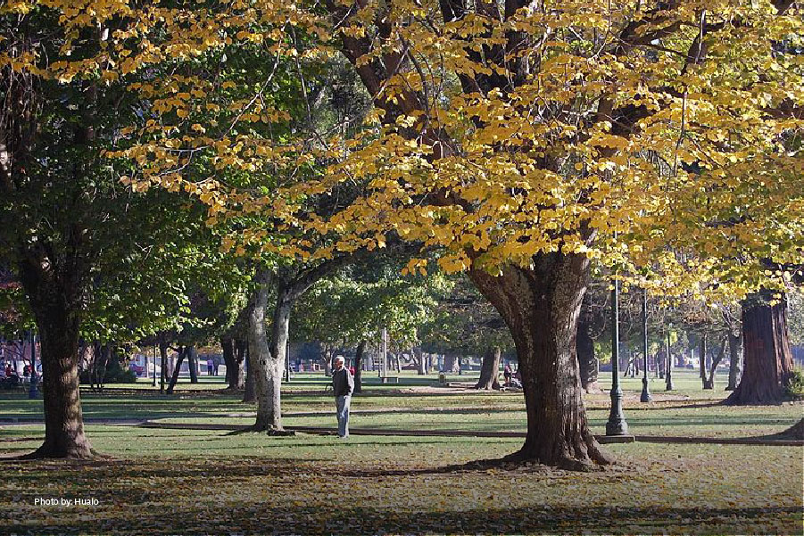 Árboles en el Parque Ecuador