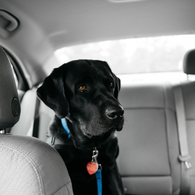 Marshel, the courthouse dog