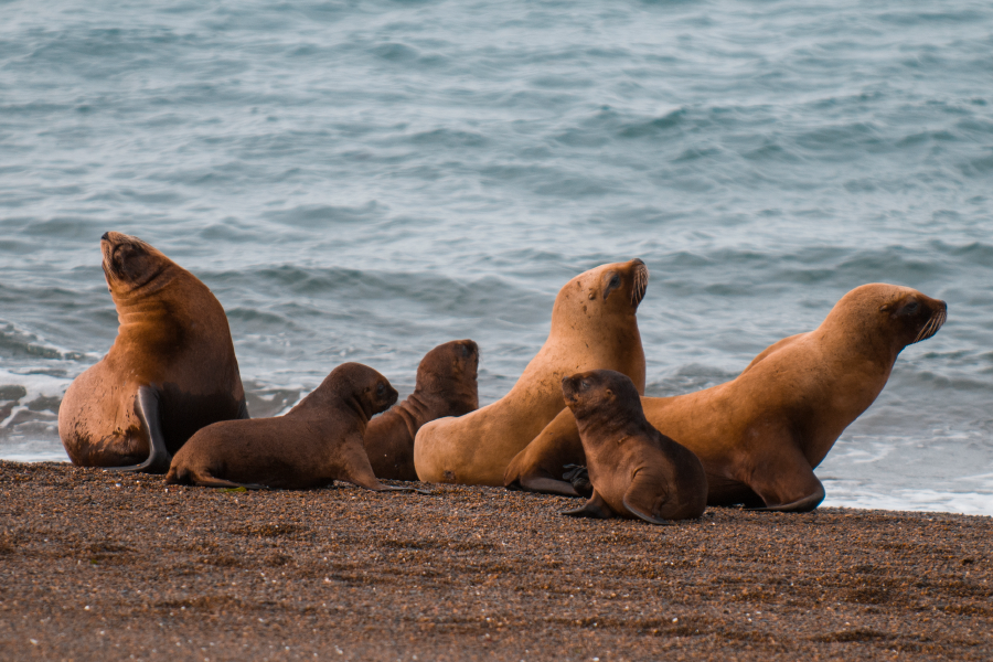 Lobos Marinos en Punta del Este