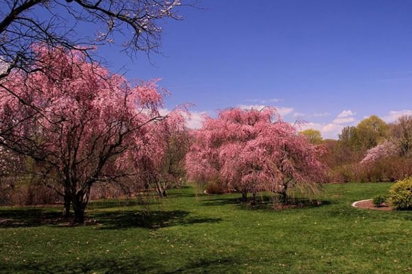 arboretum_600x400