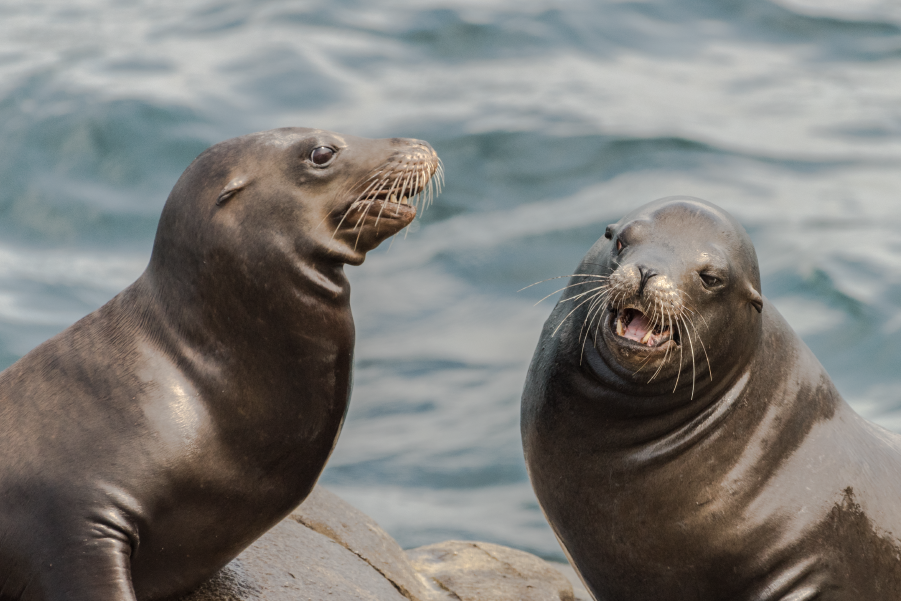 Dos lobos marinos fuera del agua en Talcahuano