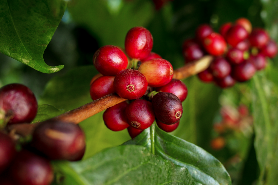 Planta del café en uno de los parques de Pereira