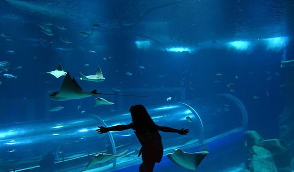 AquaRio