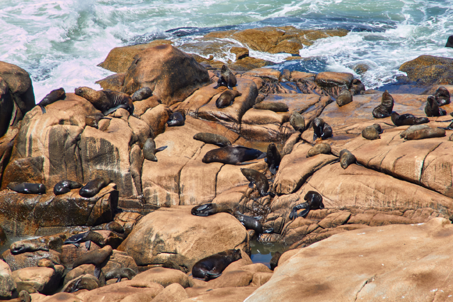 Lobos marinos sobre piedras en el Parque Nacional Cabo Polonio, en Uruguay