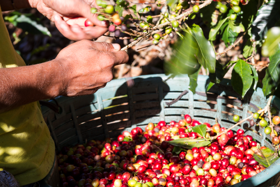Plantación de café, Heredia