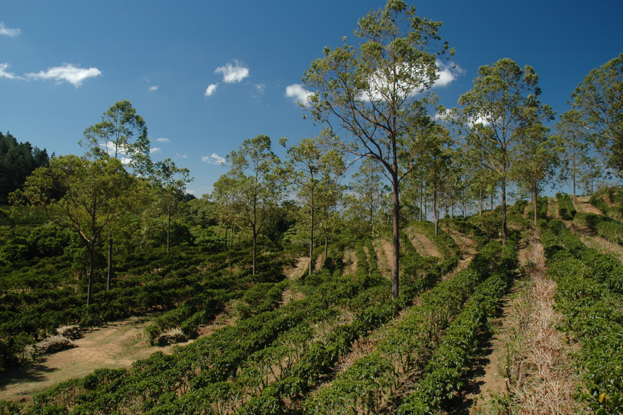 Una finca de café en Heredia