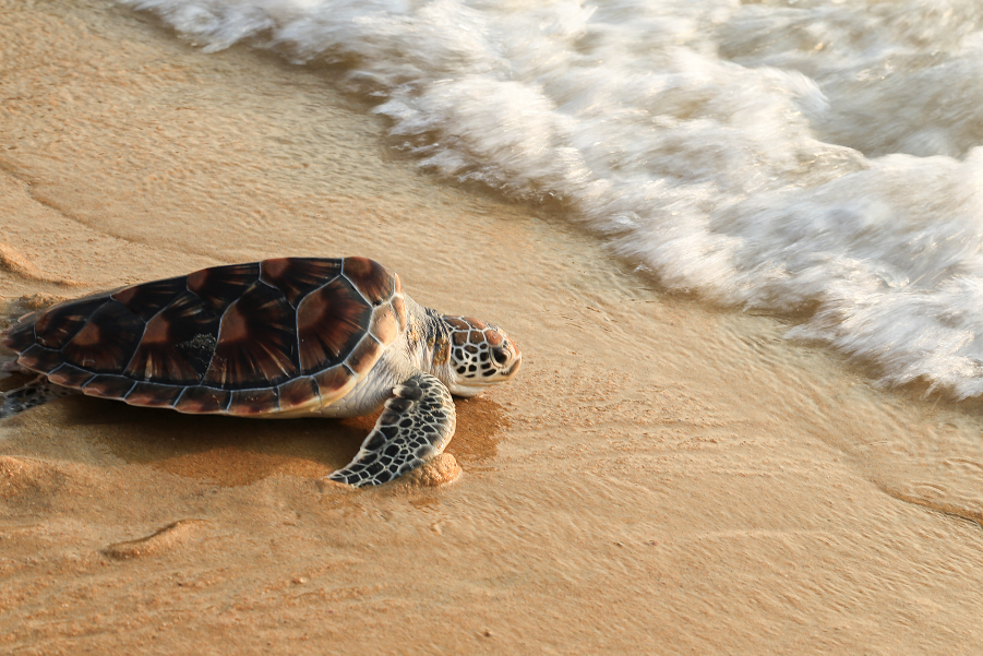 Tortuga junto a la orilla del mar