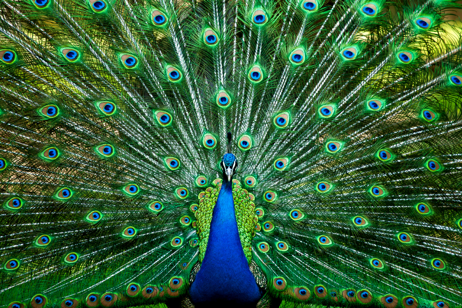 Un pavo real en el Zooave