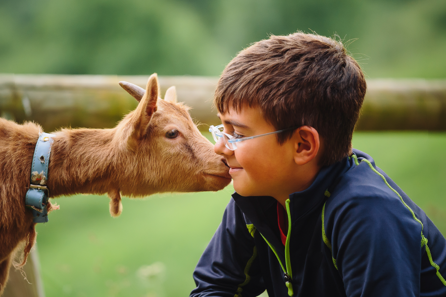Niño jugando con una cabra en una granja de animales