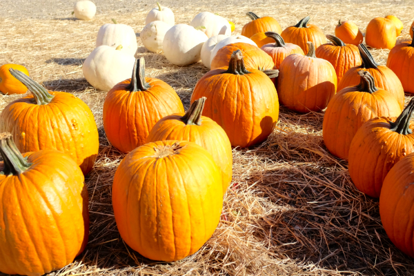 pumpkin-patch