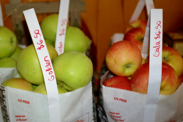 apple_guide_blog