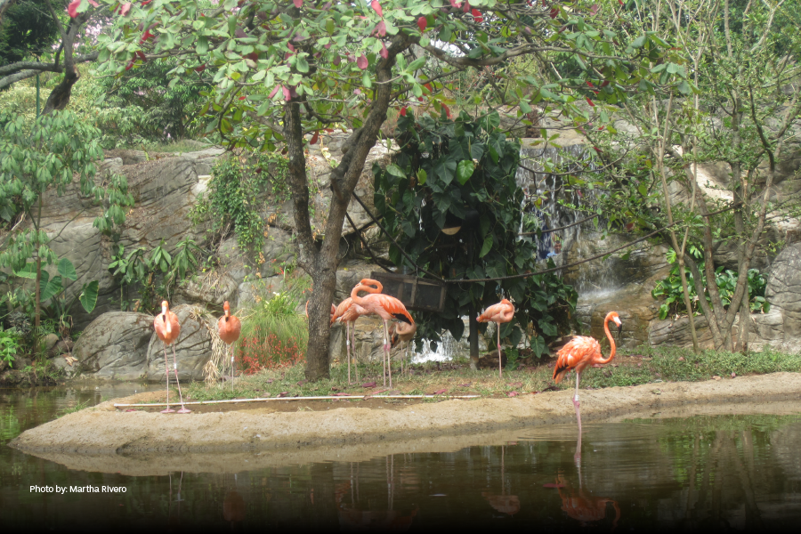 Los flamencos en el Zoológico de Cali
