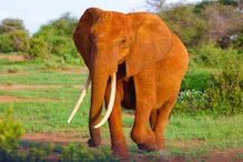 Elephant
